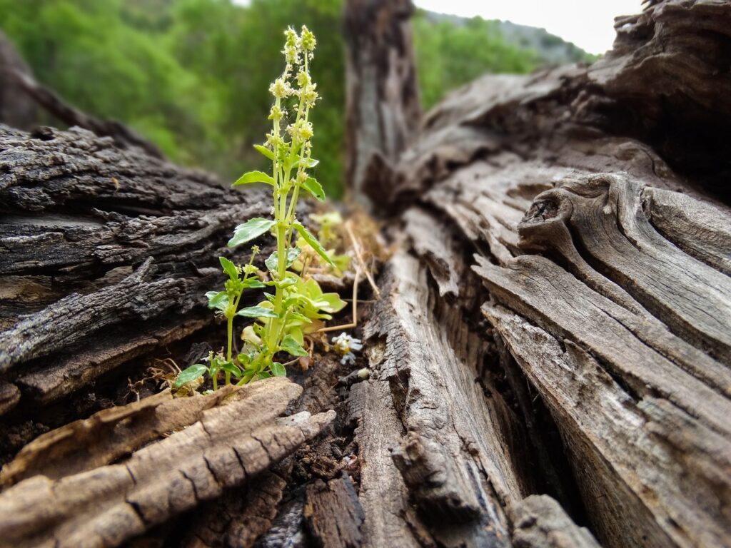 幼児～小学生期にできること