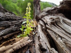 幼児~小学生期にできること
