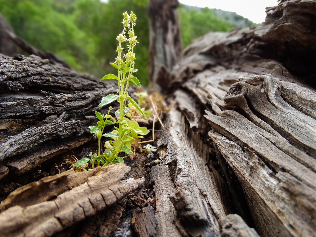 幼児～小学生期にできること